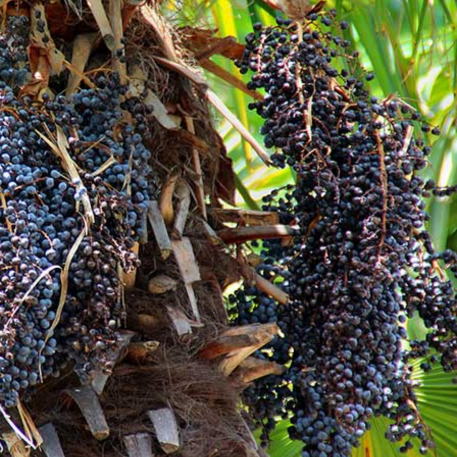 Organic - Hand Lifting with Açai Oil