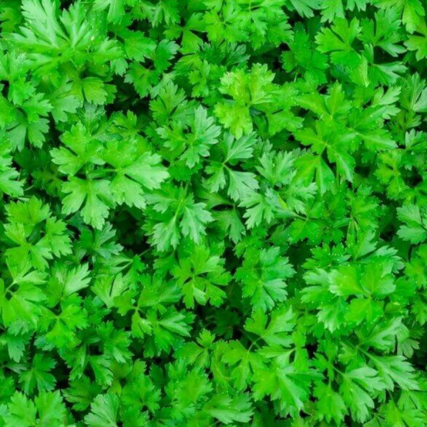 Organic - Face Regenerator Herbs with Olive Oil