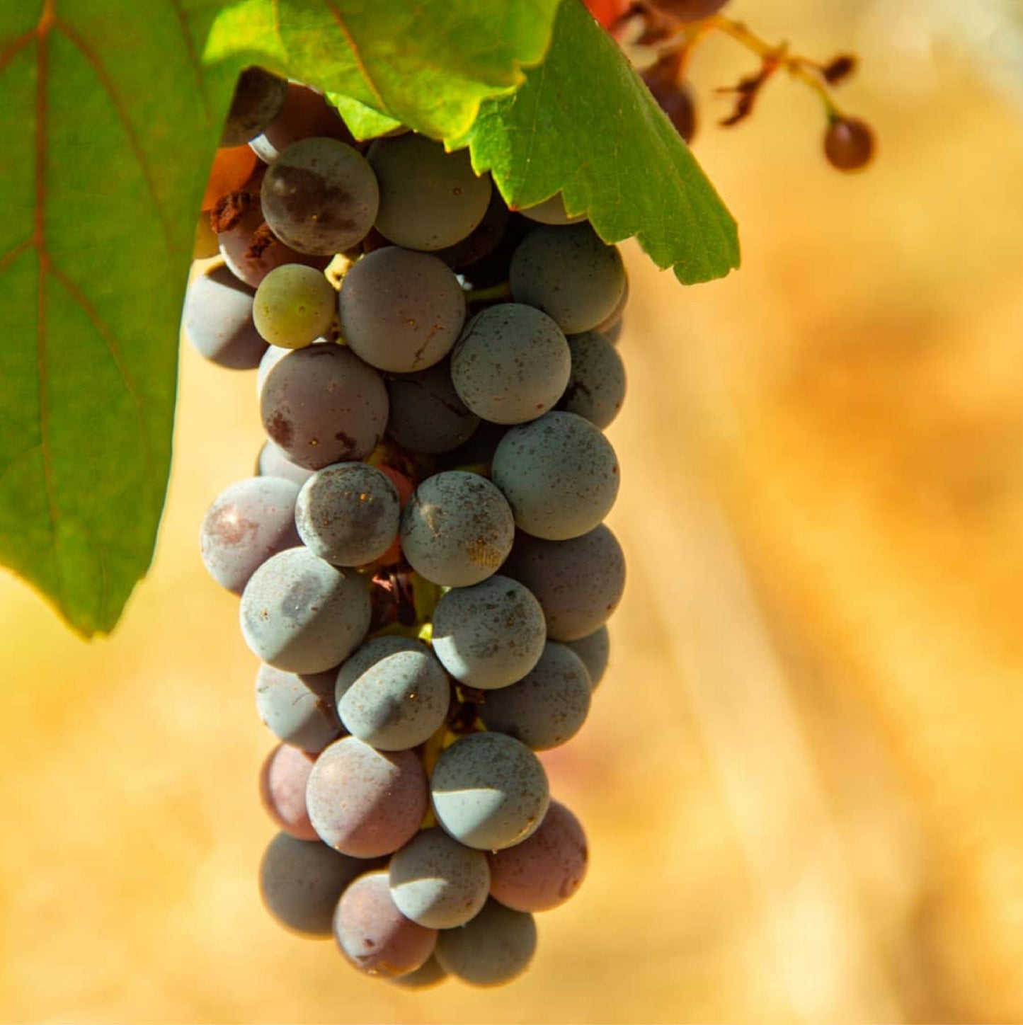 Red Wine, Touriga Nacional 2017