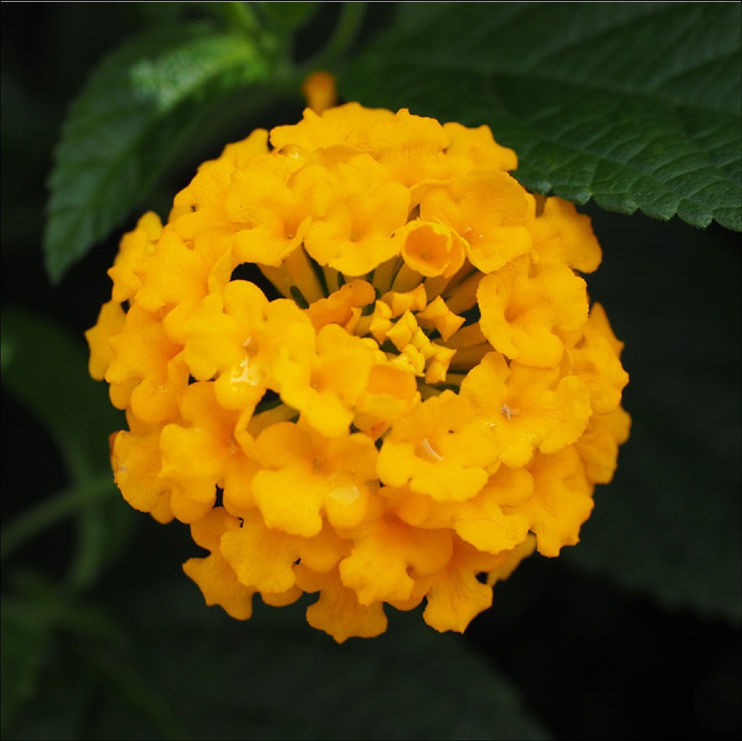 Organic - Feet-Moisturizer Verbena with Olive Oil