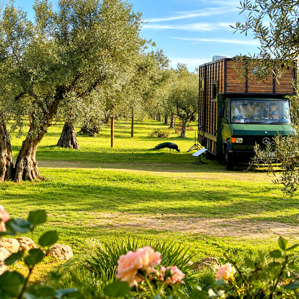 Pitch for Campervan, Motorhome & Caravan