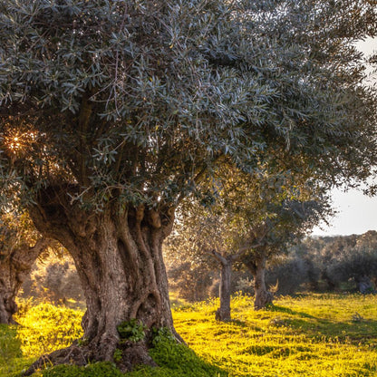 Traditional Extra Virgin Olive Oil – The Essence of Alentejo
