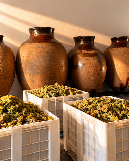 Wine & Olive Oil Tasting at Monte das Louzeiras